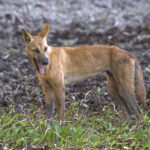 Celebrity Zookeeper Has Worms, Dingoes Possibly to Blame